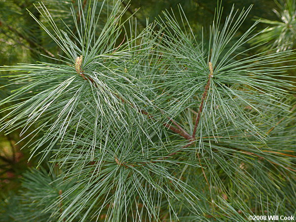 Pinus strobus (eastern white pine) description