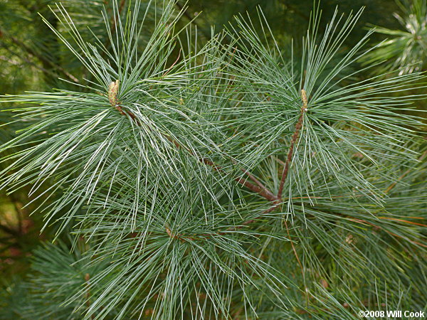 EASTERN WHITE PINE - PINUS STROBUS