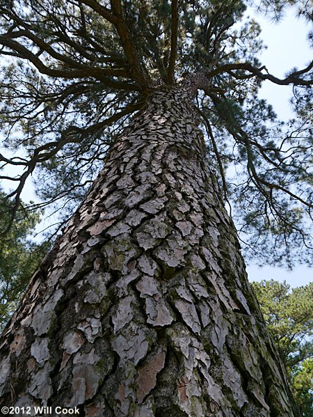 Loblolly Pine (Pinus taeda) bark