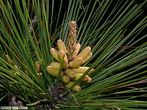 Loblolly Pine (Pinus taeda) male cones