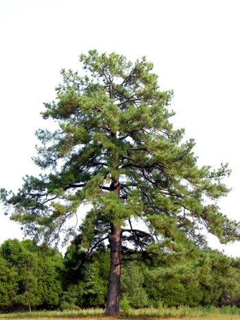 Loblolly Pine (Pinus taeda) tree