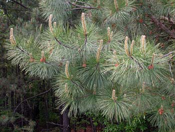 Loblolly Pine (Pinus taeda) leaves