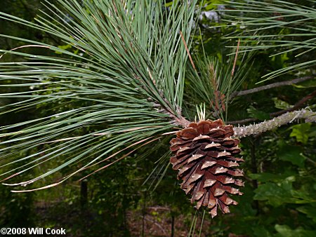 Loblolly Pine (Pinus taeda) cone