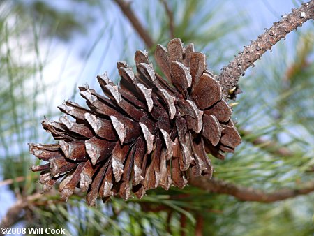 Loblolly Pine (Pinus taeda) cone