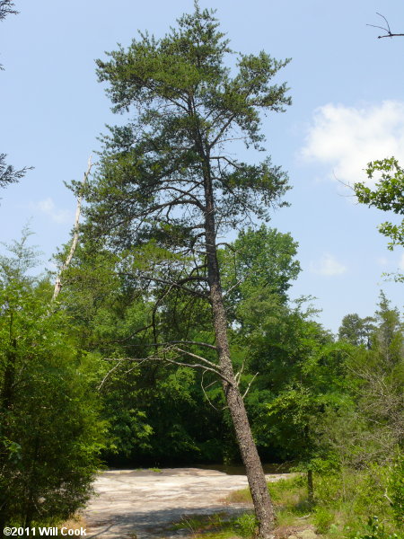 Virginia Pine (Pinus virginiana) tree