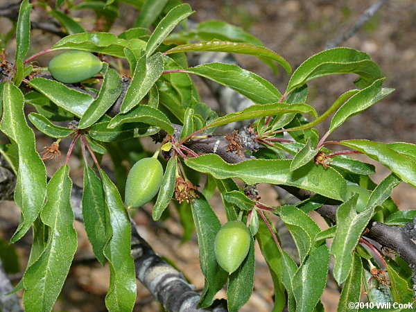 Chickasaw Plum (Prunus angustifolia)