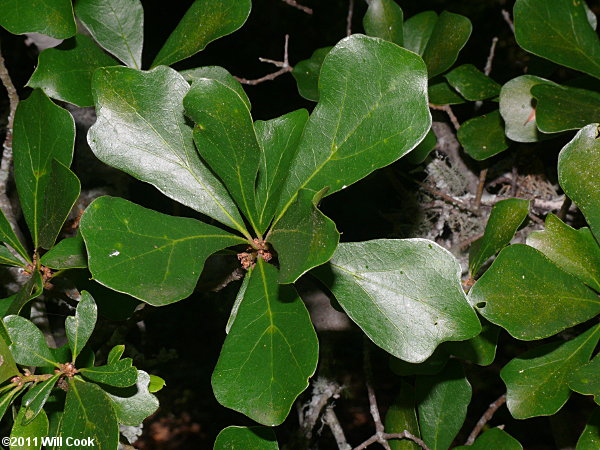 Water Oak (Quercus nigra) leaves