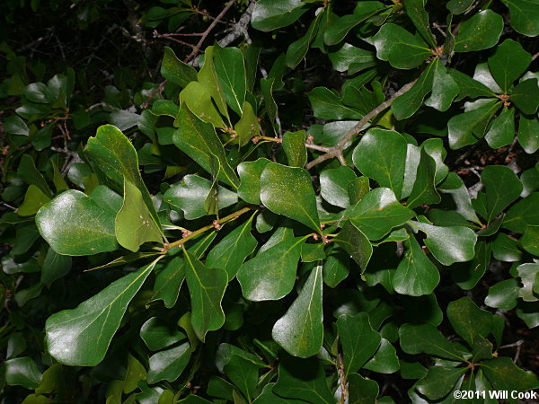 Water Oak (Quercus nigra) leaves
