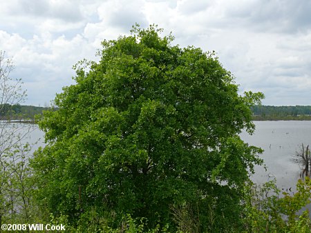 Water Oak (Quercus nigra) tree