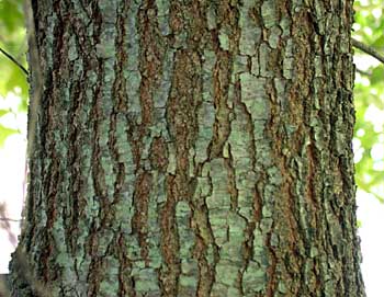 Image result for cherry bark oak tree