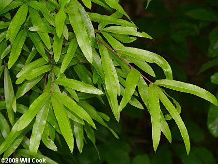 Willow Oak (Quercus phellos)