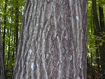 Northern Red Oak (Quercus rubra) bark