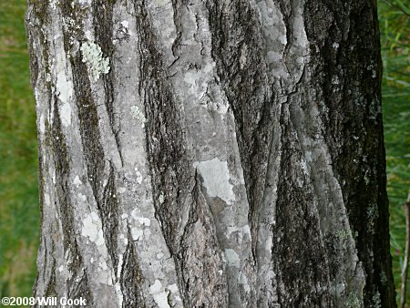 Northern Red Oak (Quercus rubra) bark