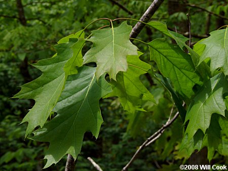 Northern Red Oak (Quercus rubra) leaves
