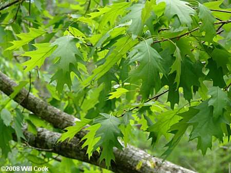 Northern Red Oak (Quercus rubra) leaves