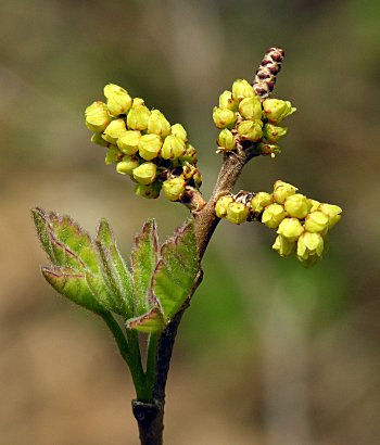 Fragrant Sumac (Rhus aromatica)