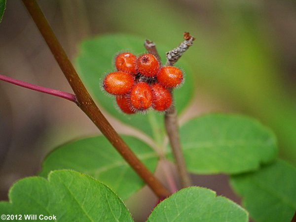 Fragrant Sumac (Rhus aromatica) fruits