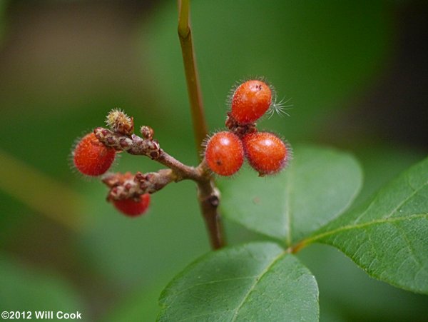 Fragrant Sumac (Rhus aromatica) fruits