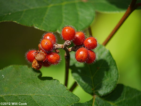 Fragrant Sumac (Rhus aromatica) fruits