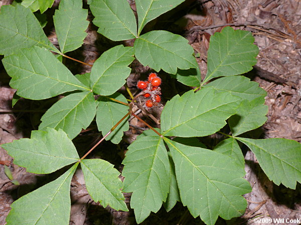 Fragrant Sumac (Rhus aromatica)