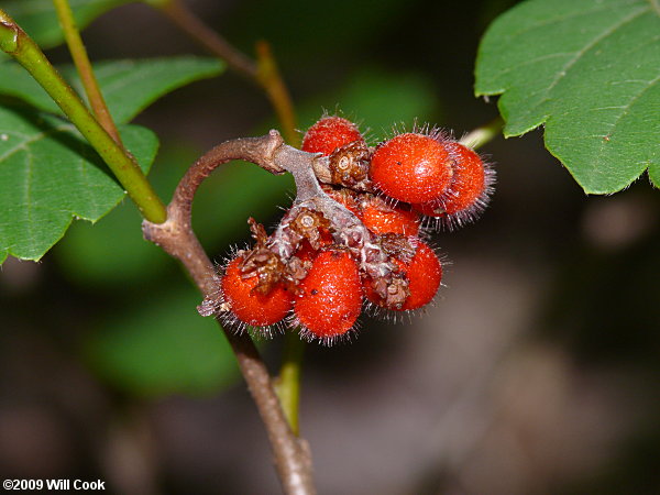 Fragrant Sumac (Rhus aromatica)