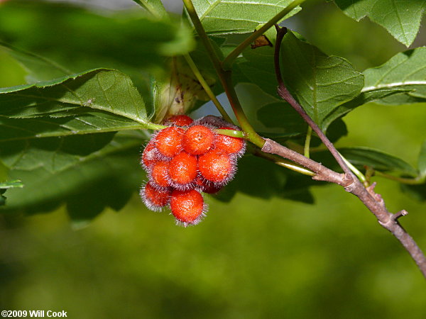 Fragrant Sumac (Rhus aromatica)