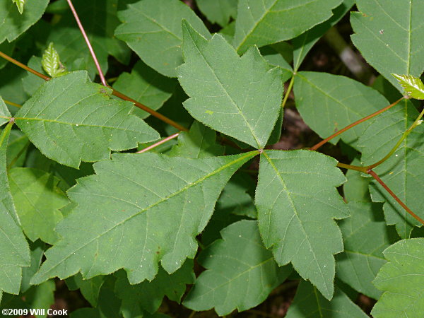 Fragrant Sumac (Rhus aromatica)