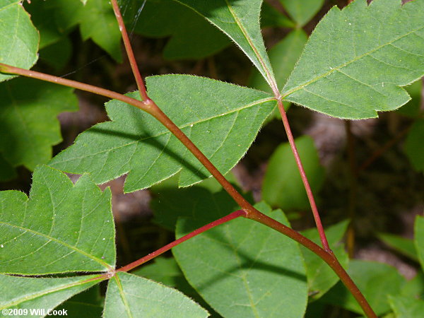 Fragrant Sumac (Rhus aromatica)