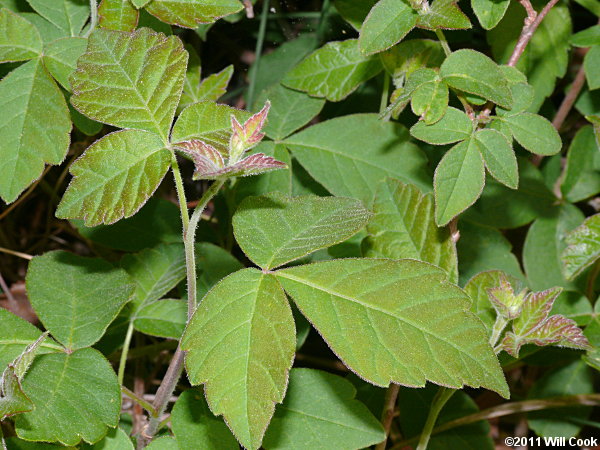 Fragrant Sumac (Rhus aromatica)