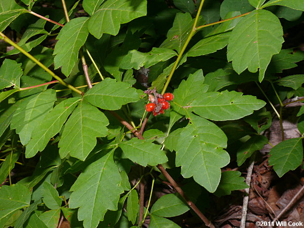 Fragrant Sumac (Rhus aromatica)