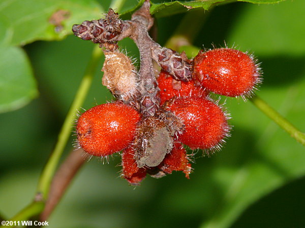 Fragrant Sumac (Rhus aromatica)