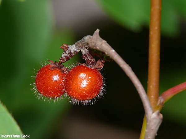 Fragrant Sumac (Rhus aromatica)