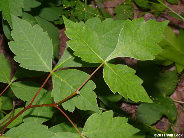 Fragrant Sumac (Rhus aromatica)