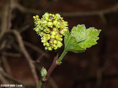 Fragrant Sumac (Rhus aromatica)