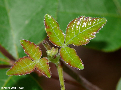 Fragrant Sumac (Rhus aromatica)