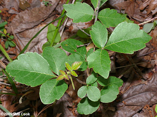 Fragrant Sumac (Rhus aromatica)