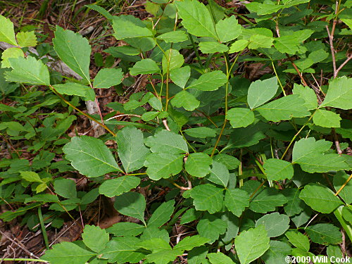 Fragrant Sumac (Rhus aromatica)