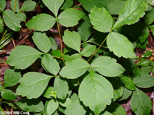 Fragrant Sumac (Rhus aromatica)