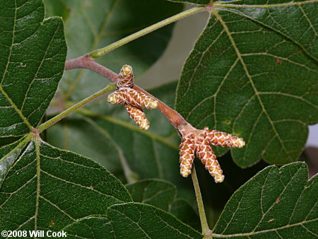 Fragrant Sumac (Rhus aromatica)