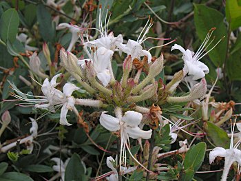 Swamp Azalea (Rhododendron viscosum)