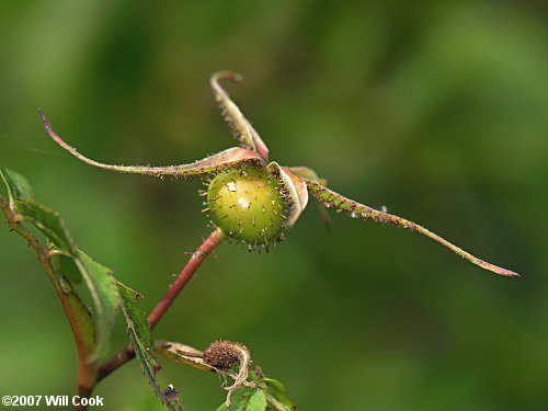 Swamp Rose (Rosa palustris) fruit