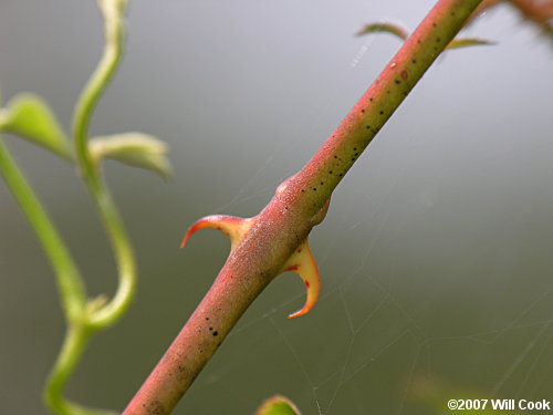 Swamp Rose (Rosa palustris) thorns