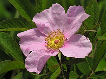 Swamp Rose (Rosa palustris) flower