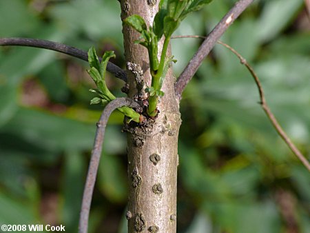 Red Elderberry (Sambucus racemosa var. pubens)