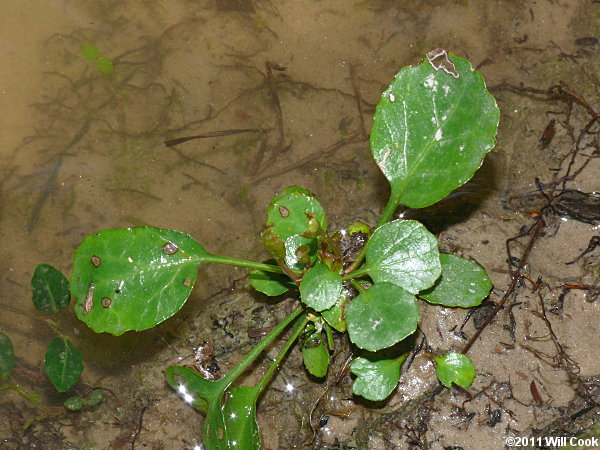 Oconee Bells (Shortia galacifolia)