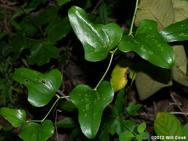 Saw Greenbrier, Catbrier (Smilax bona-nox)