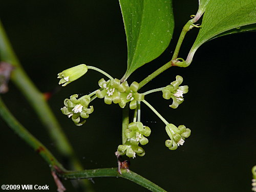 Common Greenbrier, Roundleaf Greenbrier (Smilax rotundifolia) flowers