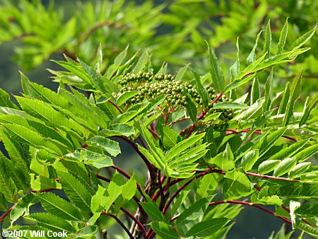 American Mountain-Ash (Sorbus americana)