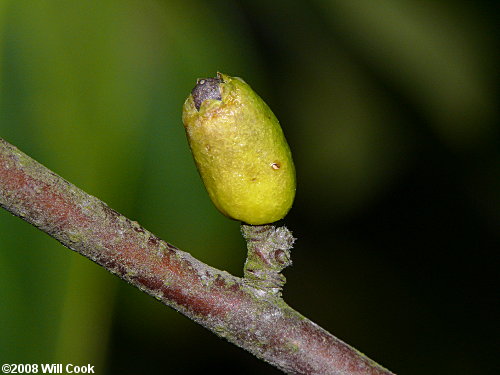 Common Sweetleaf (Symplocos tinctoria) fruit