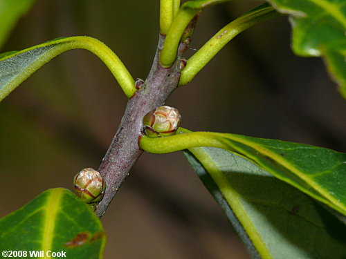 Common Sweetleaf (Symplocos tinctoria)